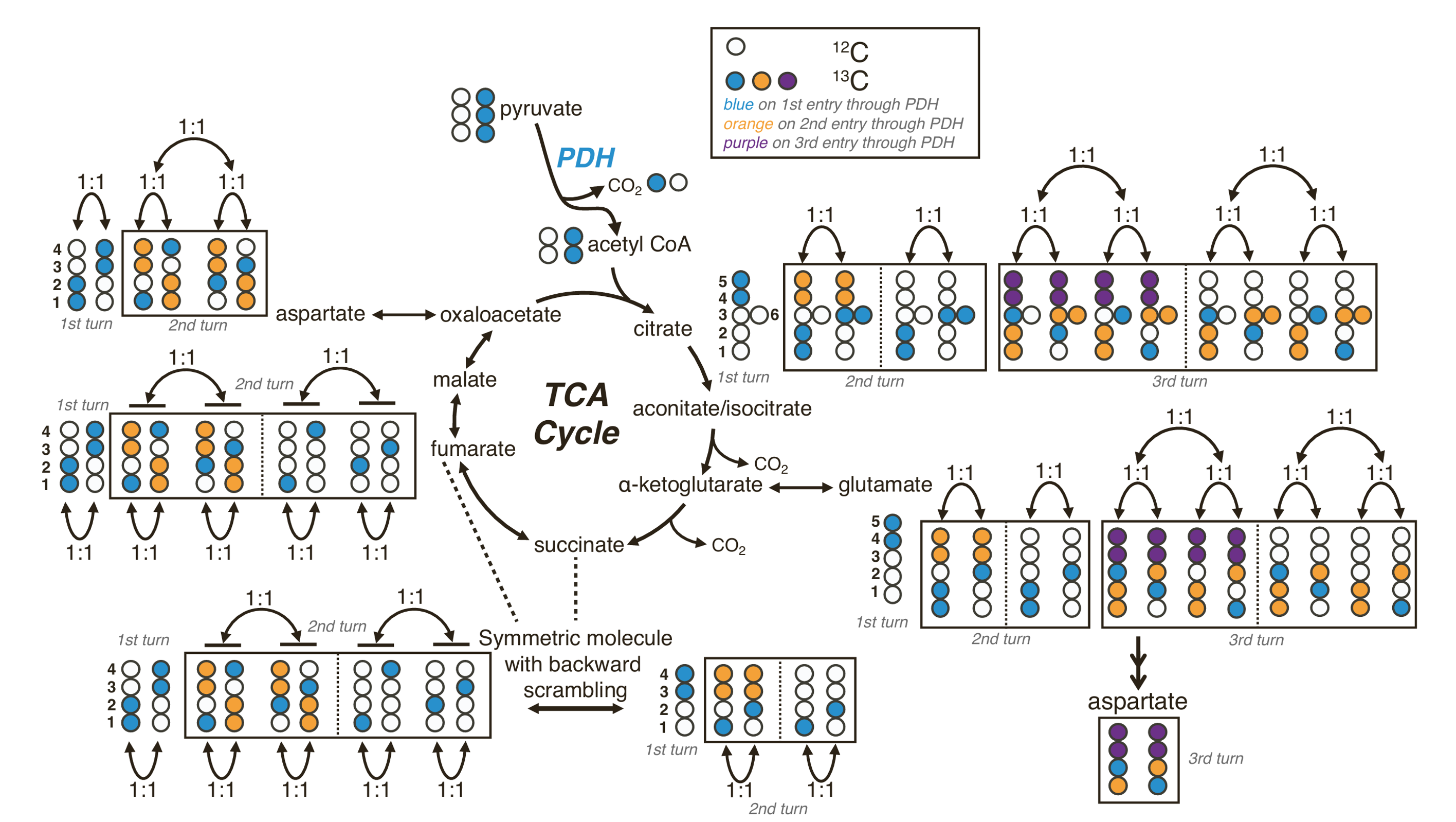 Cai, F., et al. (2023). “Comprehensive isotopomer analysis of glutamate and aspartate in small tissue samples.” Cell Metabolism 35(10): 1830-1843.e1835.